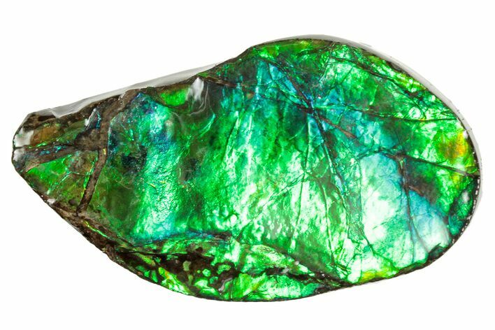 Flashy Ammolite (Fossil Ammonite Shell) - Brilliant Greens #357591